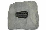 Calymene Niagarensis Trilobite Fossil - New York #357072-1